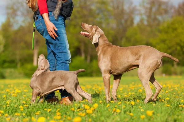 Woman plays with a Weimaraner adult and puppy — Stock Photo, Image