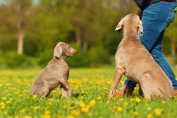 kadın bir Weimaraner yetişkin ve köpek yavrusu ile çalış