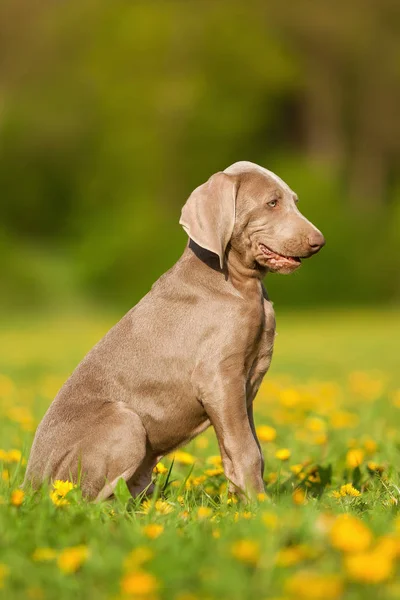 Portrait d'un joli chiot Weimaraner — Photo