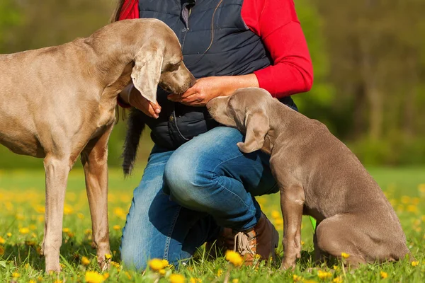 kadın bir Weimaraner yetişkin ve köpek yavrusu ile çalış