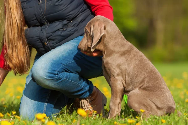 kadın bir Weimaraner köpekle oynar