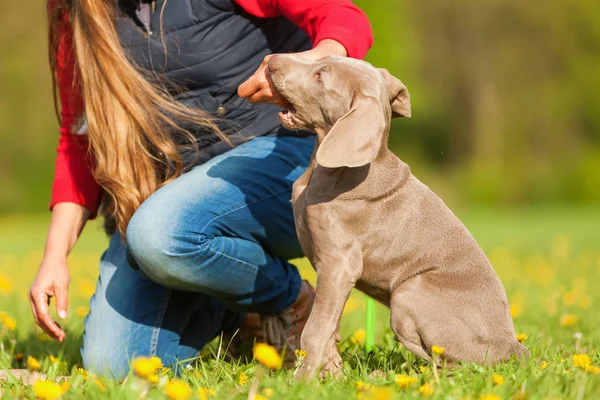 Woman plays with a Weimaraner puppy — Stock Photo, Image