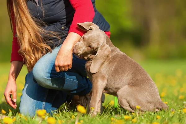Woman plays with a Weimaraner puppy — Stock Photo, Image