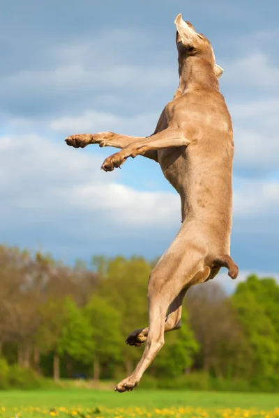 Képe egy Weimaraner, aki ugrik magas — Stock Fotó