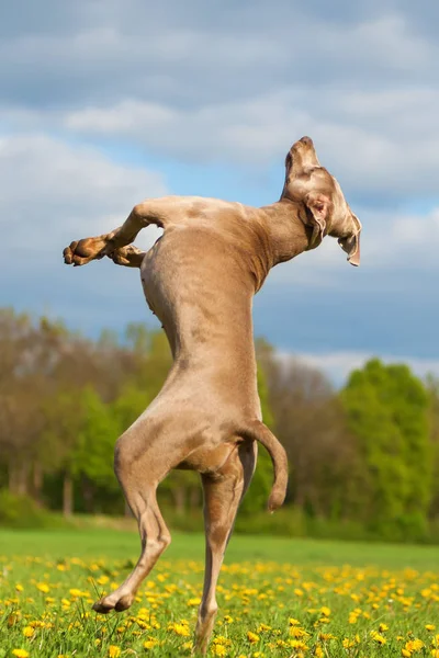 Foto de um Weimaraner que salta alto — Fotografia de Stock