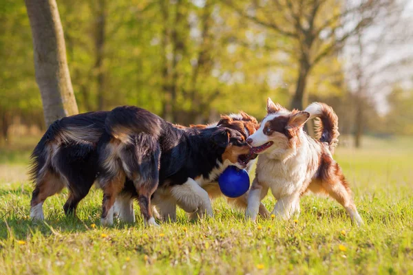 Fyra-Australian Shepherd som kämpar för en boll — Stockfoto