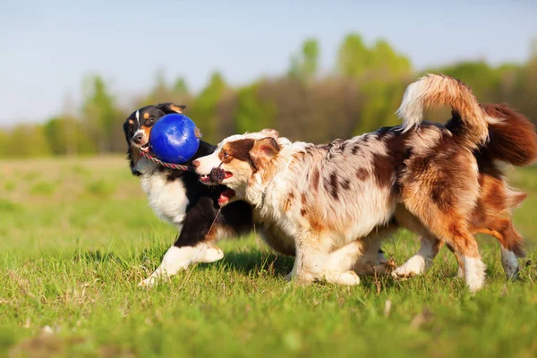 Drei australische Schäferhunde ziehen an einem Ball — Stockfoto