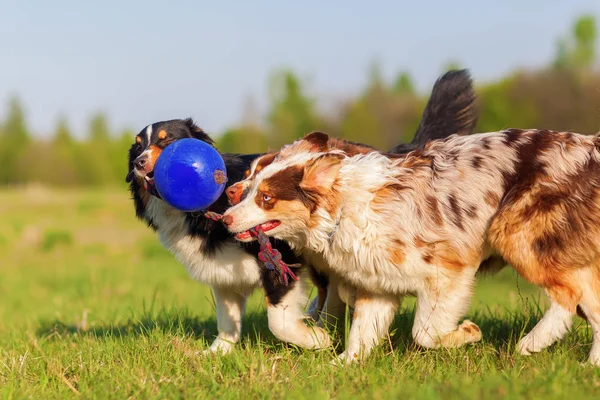 bir baloda çekerek üç Avustralya çoban köpeği