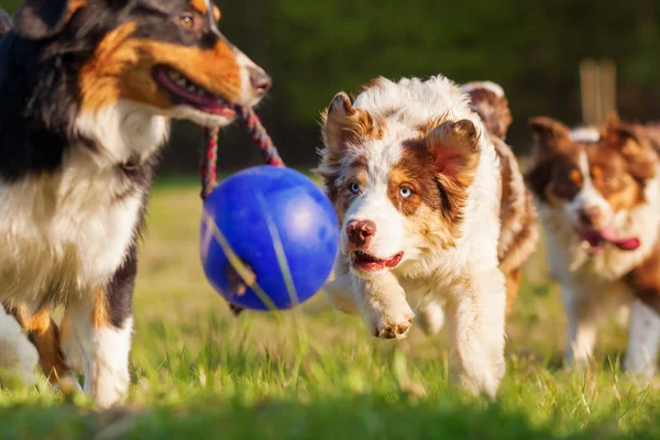 Australian Shepherd cães correndo para uma bola — Fotografia de Stock