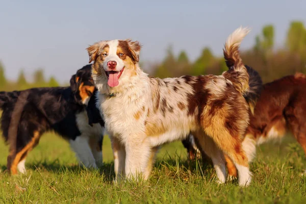 Grup açık havada oynayan Avustralyalı çoban köpek