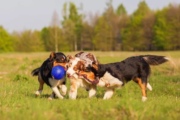 bir baloda çekerek üç Avustralya çoban köpeği