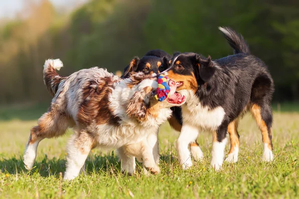 สุนัขเลี้ยงแกะออสเตรเลียสามตัวเล่นกับของเล่น — ภาพถ่ายสต็อก