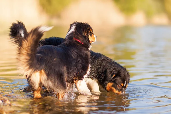 Zwei australische Schäferhunde am Rande eines Sees — Stockfoto