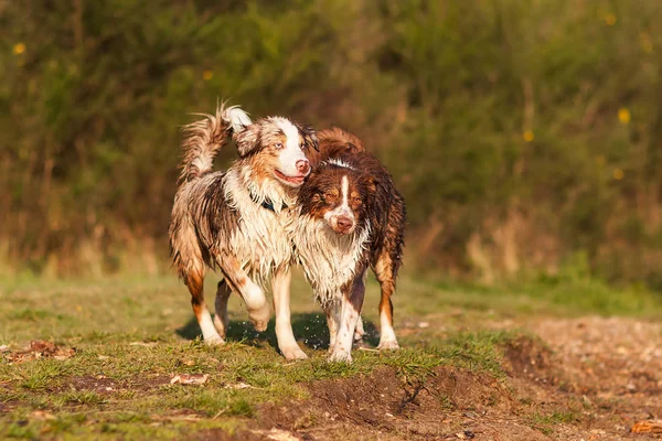 Dvě mokré australský ovčák hraje u jezera — Stock fotografie