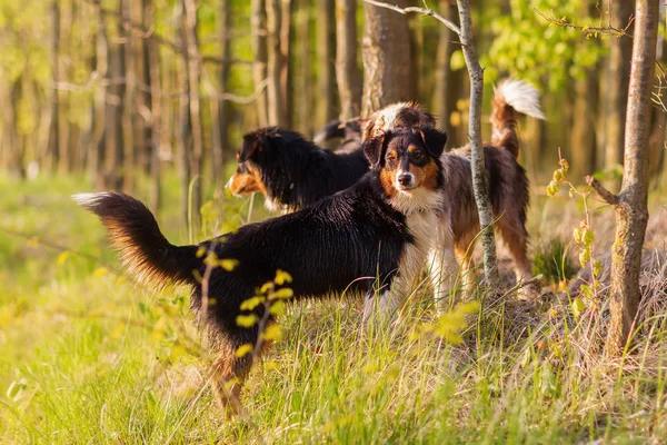 Tre Australian Shepherd hundar stående i skogen — Stockfoto
