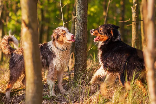 Två Australian Shepherd hundar stående i skogen — Stockfoto