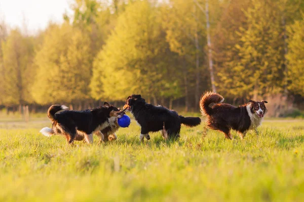 สี่สุนัขเลี้ยงแกะออสเตรเลียเล่นบนทุ่งหญ้า — ภาพถ่ายสต็อก