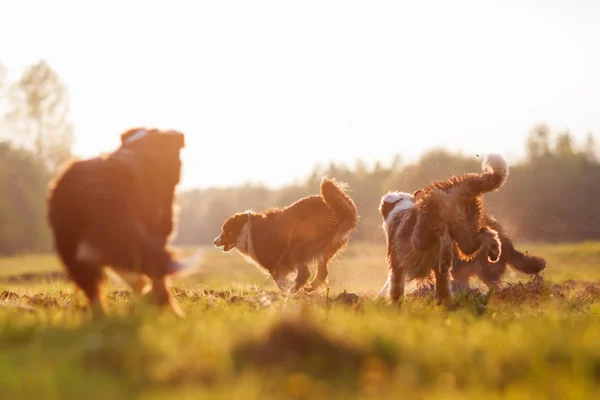 Quatro cães pastores australianos correndo com sol da noite — Fotografia de Stock