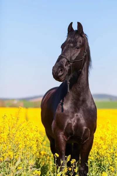 Portrait of a Friesian horse in a rape field — Stock Photo, Image