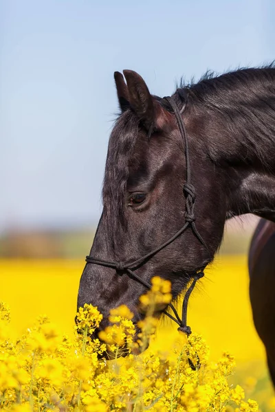 Retrato de um cavalo frísio em um campo de estupro — Fotografia de Stock