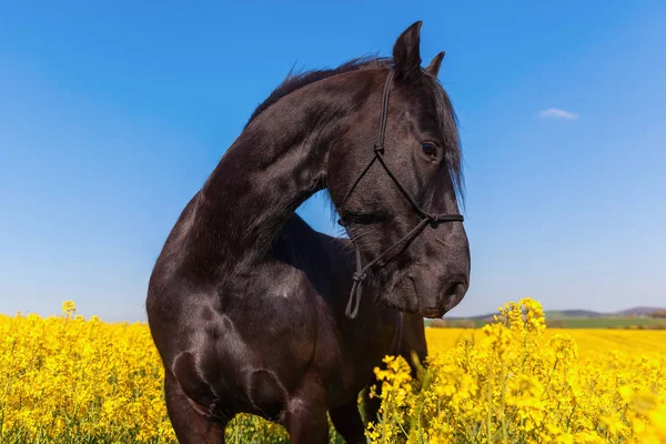 Portretul unui cal friesian într-un câmp de viol — Fotografie, imagine de stoc