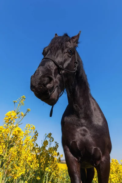 Retrato de um cavalo frísio em um campo de estupro — Fotografia de Stock