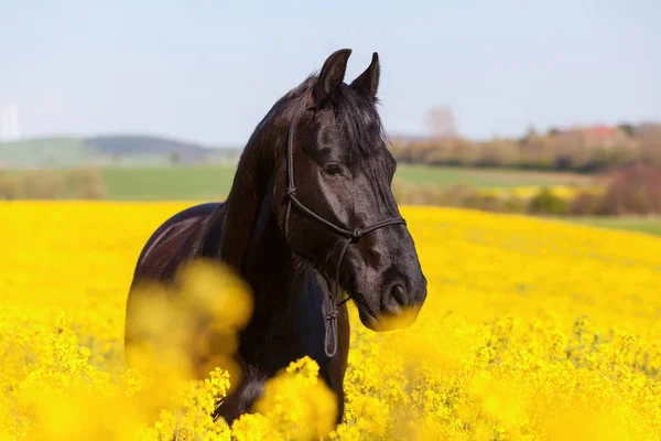 菜の花畑のフリージアン馬の肖像 — ストック写真