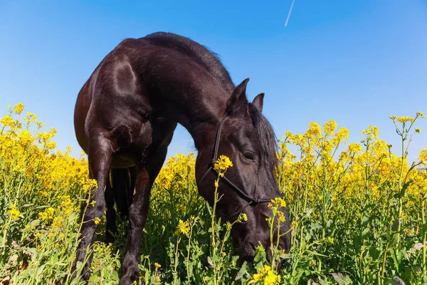 Retrato de um cavalo frísio em um campo de estupro — Fotografia de Stock