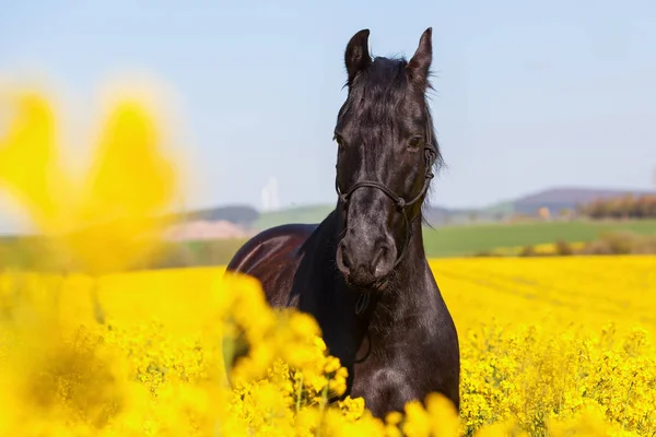 Portrait of a Friesian horse in a rape field — Stock Photo, Image