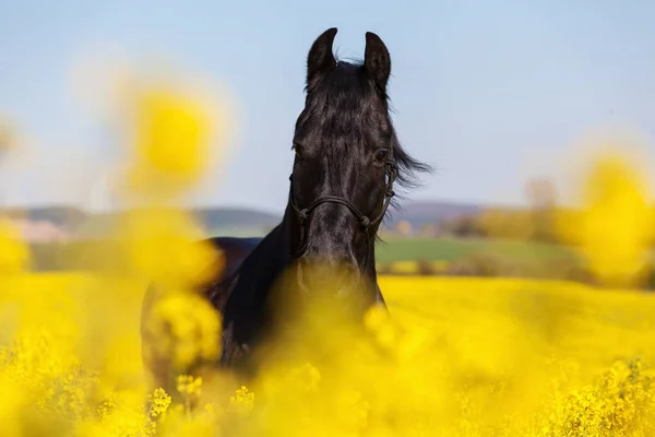 Portrait of a Friesian horse in a rape field — Stock Photo, Image