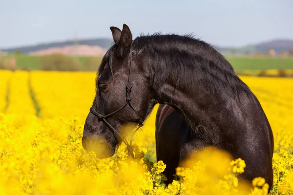 Porträt eines friesischen Pferdes im Rapsfeld — Stockfoto