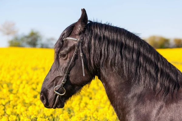 Portrait of a Friesian horse in a rape field — Stock Photo, Image