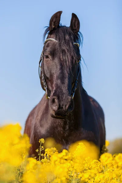 Portrait d'un cheval frison dans un champ de viols — Photo