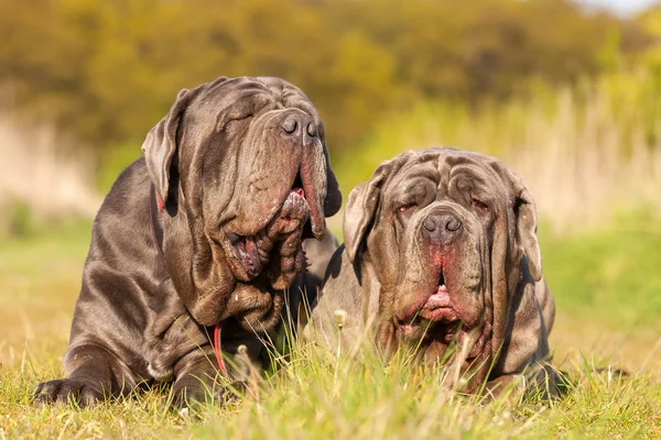 Porträtt av två napolitansk Mastiff utomhus — Stockfoto