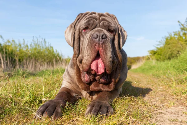 Portrait of a Neapolitan Mastiff outdoors — Stock Photo, Image