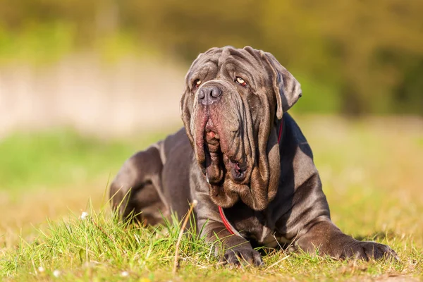 Portrait of a Neapolitan Mastiff outdoors — Stock Photo, Image