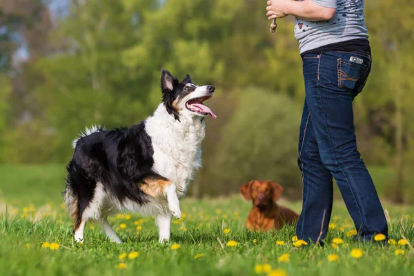 Frau trainiert mit einem Border Collie im Freien — Stockfoto