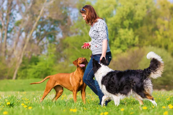 çayır üzerinde iki köpek ile kadın çalış