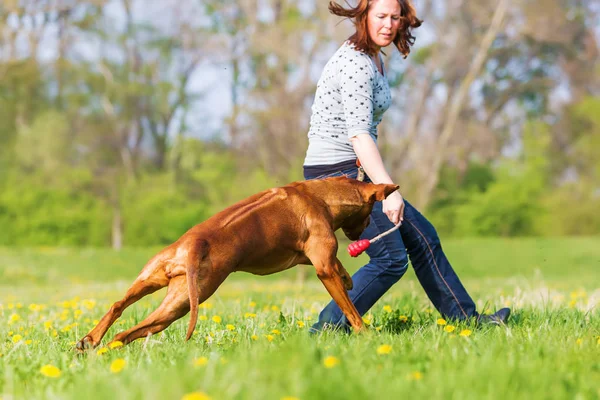kadın Rodezya ridgeback çayır üzerinde çalış
