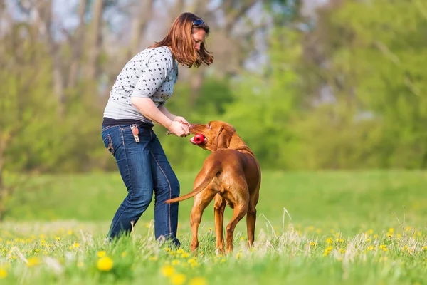 kadın Rodezya ridgeback çayır üzerinde çalış