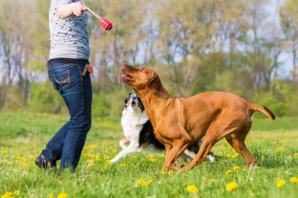 Woman plays with two dogs on the meadow — Stock Photo, Image