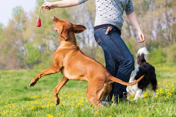 Frau spielt mit zwei Hunden auf der Wiese — Stockfoto