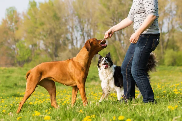 Mulher brinca com dois cães no prado — Fotografia de Stock