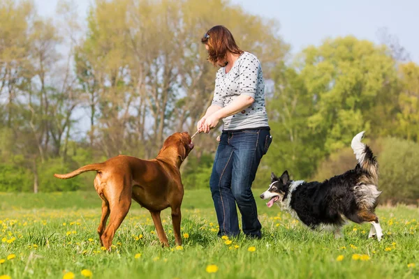 Женщина играет с двумя собаками на лугу — стоковое фото