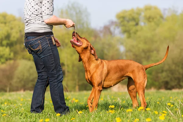 Kvinna leker med en Rhodesian ridgeback på ängen — Stockfoto