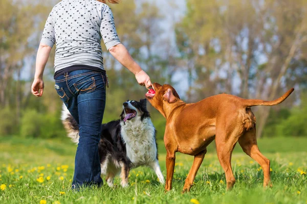 Woman plays with two dogs on the meadow — Stock Photo, Image