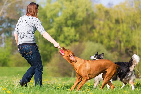 Femme joue avec un dos rhodésien sur la prairie — Photo