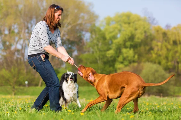 Женщина играет с двумя собаками на лугу — стоковое фото