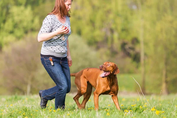 Frau spielt mit Rhodesian-Ridgeback auf der Wiese — Stockfoto