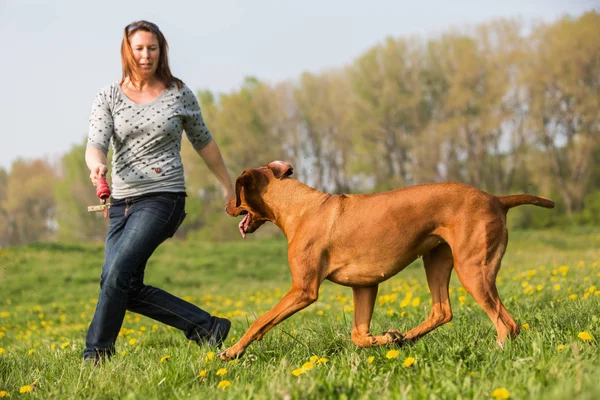 Frau spielt mit Rhodesian-Ridgeback auf der Wiese — Stockfoto